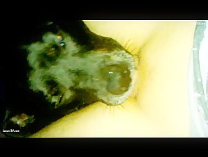 dog lick pussy