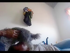 Sucking dog cock