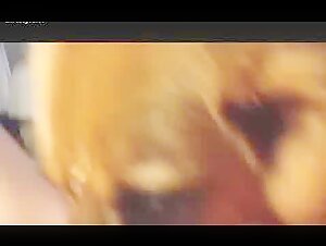 Hot dog 10