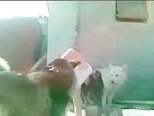 Pretty brunette love fuck with stray dogs