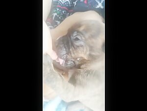 Cachorritos hambrientos