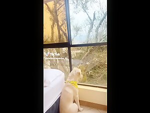 zoo dog