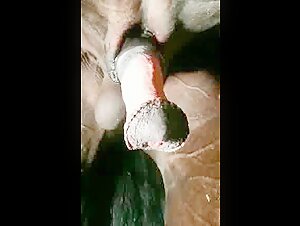 Beautiful dripping horse penis up close