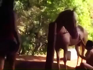 Three women with stallion