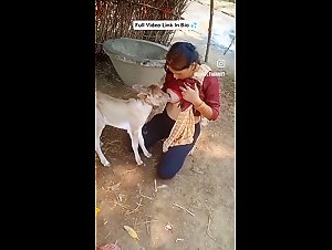 Women breastfeeding a calf