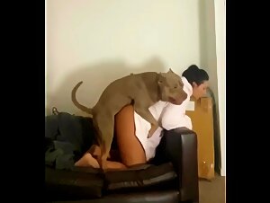 Pitbull Doggystyle Fuck on Couch