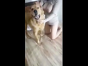 Chinese  Golden 1