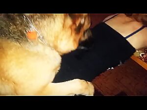 Free use for dog