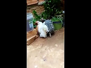 Turtle fuck chicken