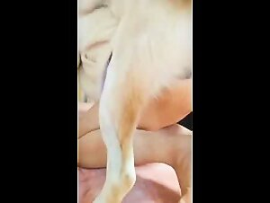 Dog Trainer