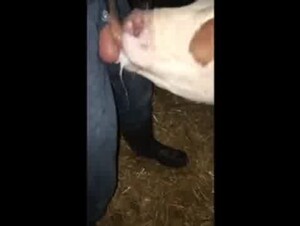 Calf sucking cock