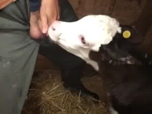 Calf sucking dick