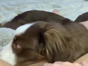 dog lick