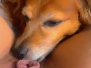 Girl gets a good dog lick