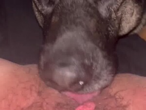 Dog lick