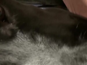 Butter dog