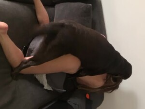 My dog goddes