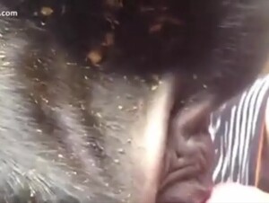 Cow fuck