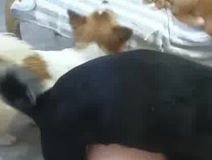 Chinese woman VS 10 DOGS