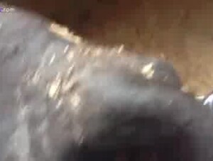 Guy fucks a black cow