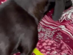 Dude uses his penis to make the animal scream out