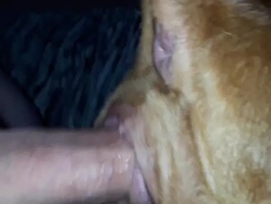 Hot dog pussy getting fucked by a dirty dude