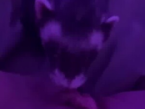 Pet lick