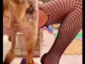 chinese wife zoo porn 2