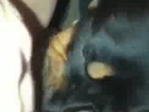Doggie lick