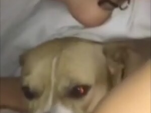 3 dogs 1 girl