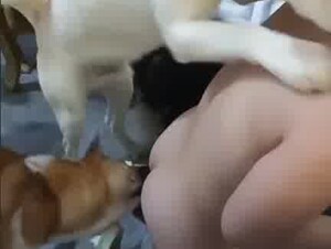 Chinese wife VS 5 DOGS