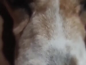 Dog suck pussy