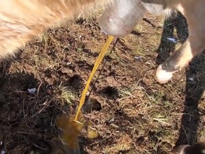 Peeing horses
