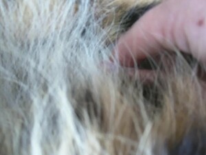Thumb 7