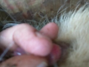Thumb 8