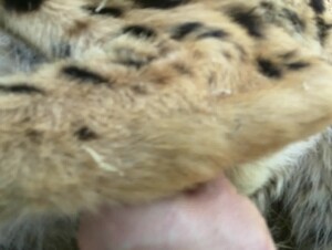 Thumb 3