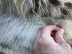 Thumb 6