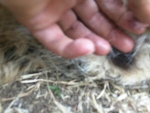 Thumb 8