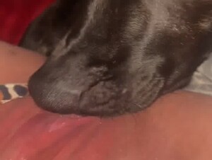 Doggie lick