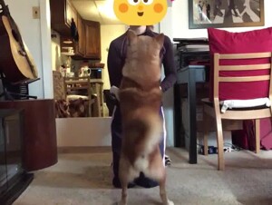Chinese masturbate dog