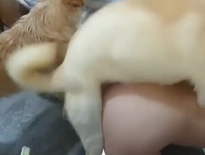 Dog Fucks a Girl Doggy Style