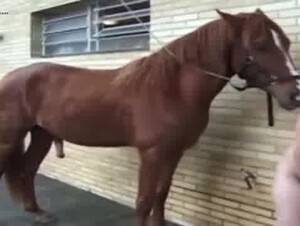 Sexysapna Horse sex