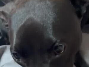 Sapna dog pussy kissing