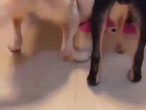 Chinese washroom dog party 1