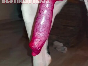 DOG ROCKET