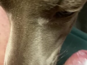 Chubby guy has a dog lick his dick