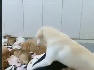China dog party 1