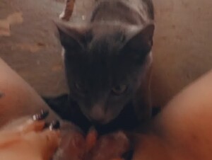Cat bite