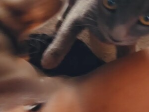 Thumb 8