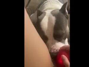toy+dog=cum
